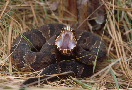 Cottonmouth. Click to see a much larger version