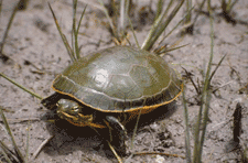 Chicken turtle. Click to see a much larger version