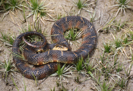 Banded water snake. Click to see a much larger version