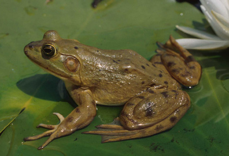 Pig frog. Click to see a much larger version