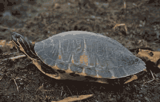 Florida cooter. Click to see a much larger version