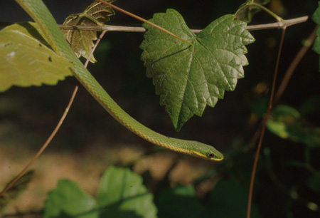 Rough green snake. Click to see a much larger version