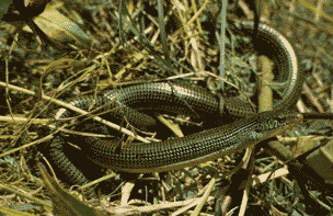 Eastern glass lizard. Click to see a much larger version