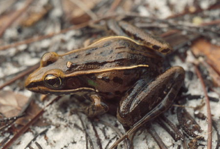 Leopard frog. Click to see a much larger version