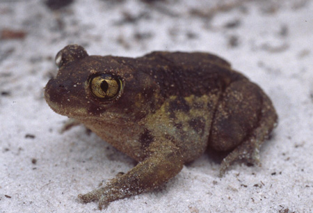 Eastern spadefoot toad. Click to see a much larger version